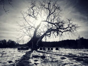 Bare trees on field against sky