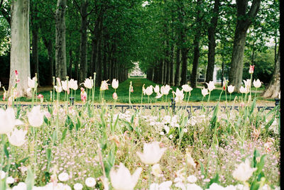 View of flowers in park