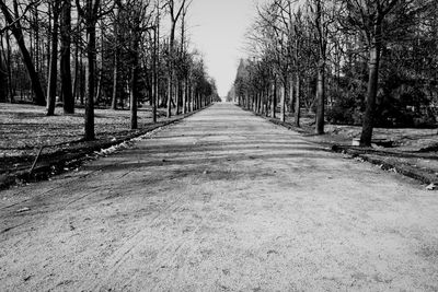 Bare trees on landscape