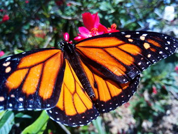 Close-up of butterfly on flower