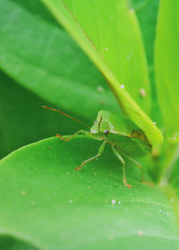 Close-up of ant on leaf