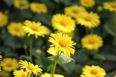 Close-up of yellow flowering plants on field