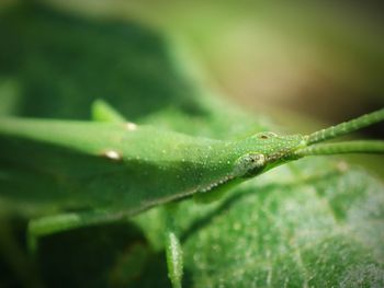 Close-up of water drop on leaf