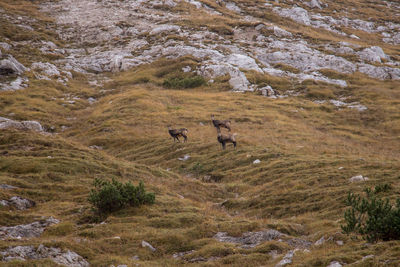 View of sheep on landscape