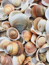 High angle view of shells