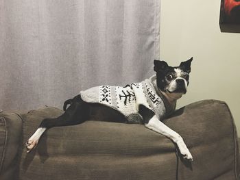 Portrait of dog sitting on sofa at home