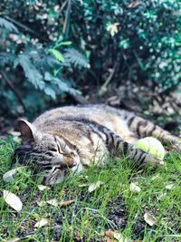 Close-up of a cat resting on field