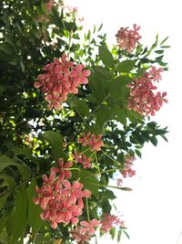 Close-up of fresh pink flowers blooming against sky