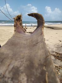 Close-up of driftwood on beach against sky