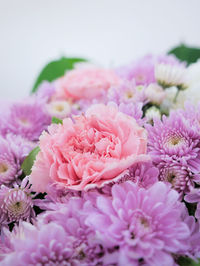 Close-up of fresh pink peony flowers against white background