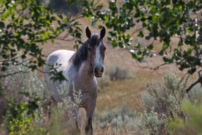 Horse in a field