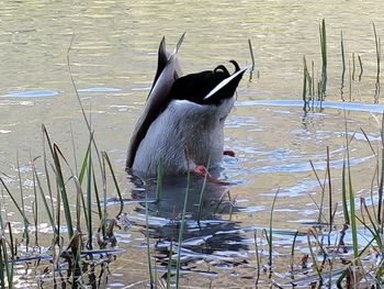 Duck swimming in lake