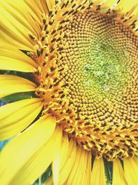 Extreme close up of yellow flower