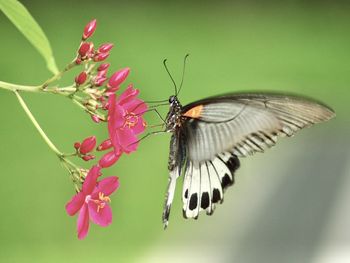 Butterfly on flower