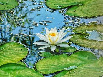 Close-up of lotus water lily in lake