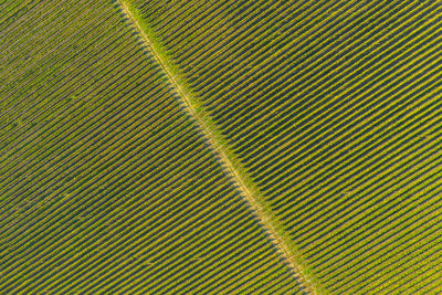 Rows in a vineyard, natural pattern above from a drone. aerial view