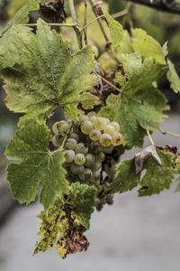 Close-up of grapes growing in vineyard