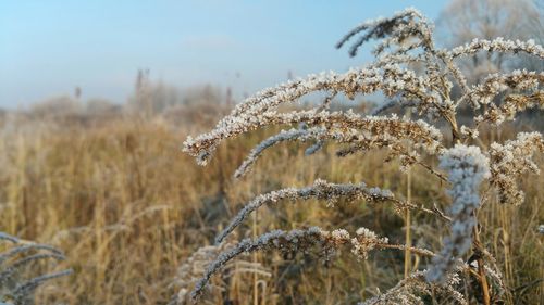 Close-up of plant growing on field