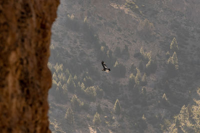 View of birds flying over mountain range