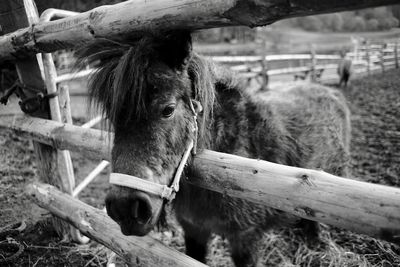 Horse in a pen