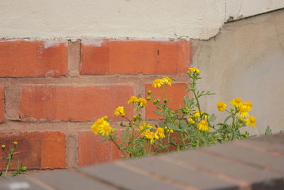 Close-up of yellow flowers blooming in park