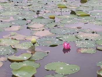 Pink water lily in lake