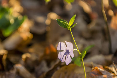 Close-up of small plant