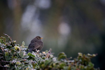 Close-up of bird perching on a land