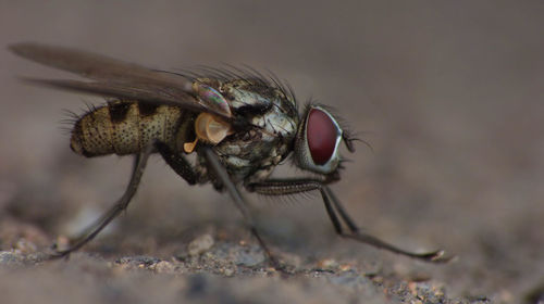 Close-up of fly