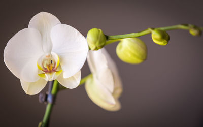 Close-up of white orchid against brown background