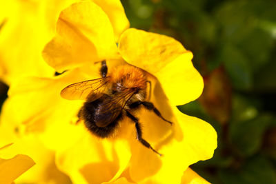 Close-up of bee on yellow flower