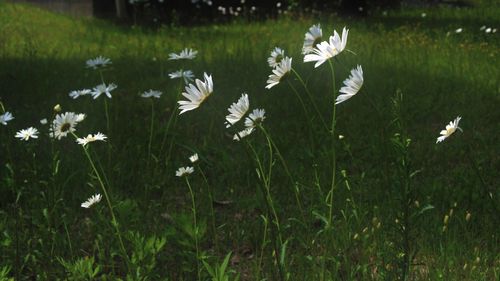 Close-up of white flowers blooming in field