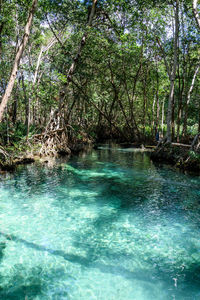 Swimming pool by river in forest