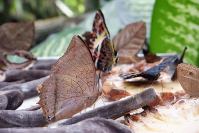 Close-up of leaves on wood