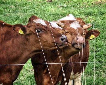 Cows in a field