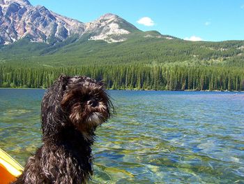 Dog on lake by mountain against sky