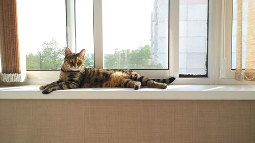 Portrait of cat lying on window sill