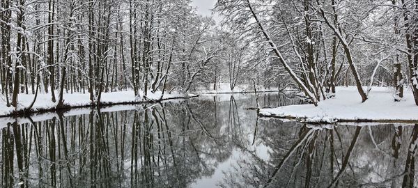 Bare trees by frozen lake during winter
