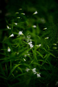 Close-up of white flowering plant on field