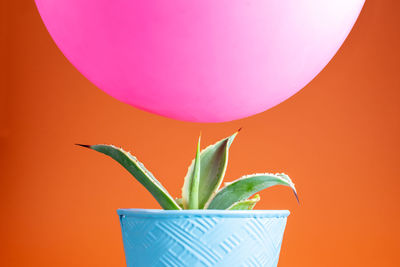 Close-up of potted plant against orange background