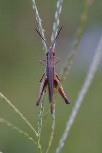 Close-up of insect on plant