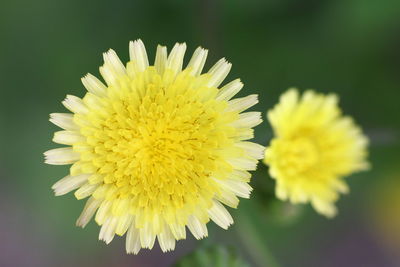 Close-up of yellow flower blooming outdoors