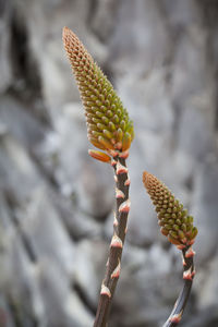 Close-up of succulent plant