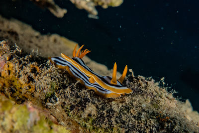 Fish swimming in sea