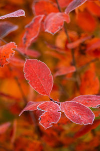 Beautiful red aronia leaves with a frosty edge. morning scenery in the garden. 