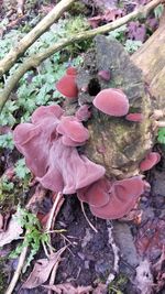 Close up of mushroom growing in forest