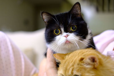 Close-up portrait of cat