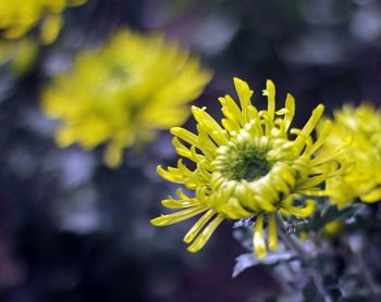 Close-up of yellow flowering plant