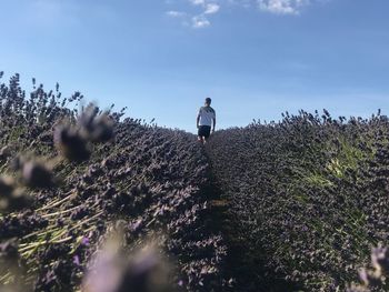 Rear view of man walking amidst plants on field against sky