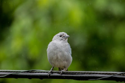 Close-up of bird perching on wire